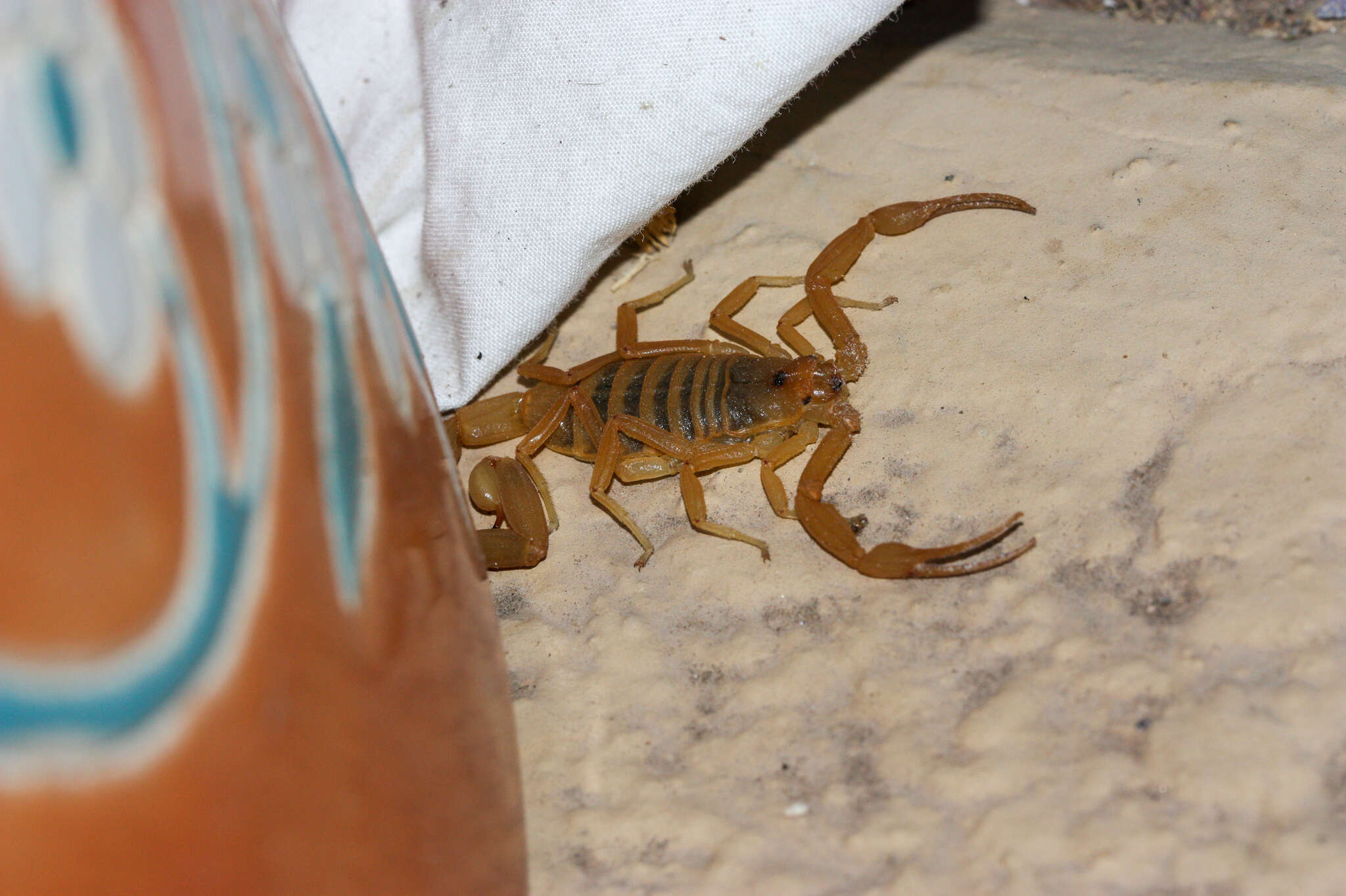 Image of Arizona Bark Scorpion