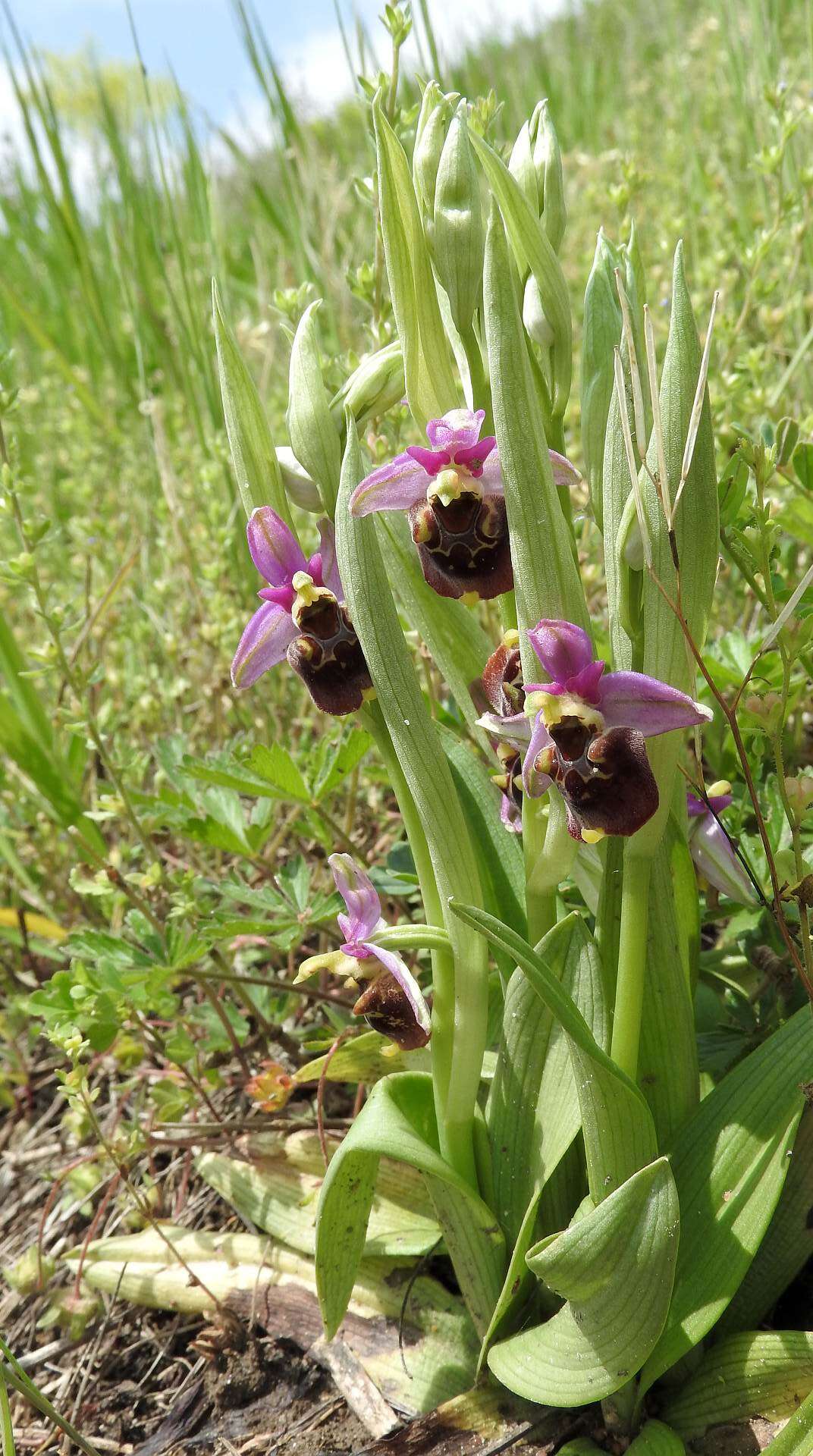 Image of Ophrys holosericea