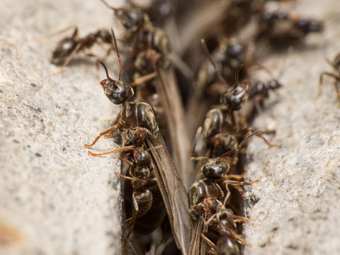 Image of Black garden ant