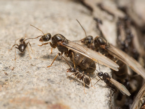 Image of Black garden ant