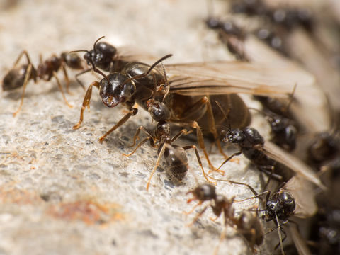 Image of Small black ant