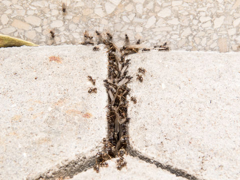 Image of Small black ant