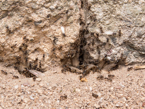 Image of Small black ant