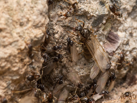Image of Small black ant