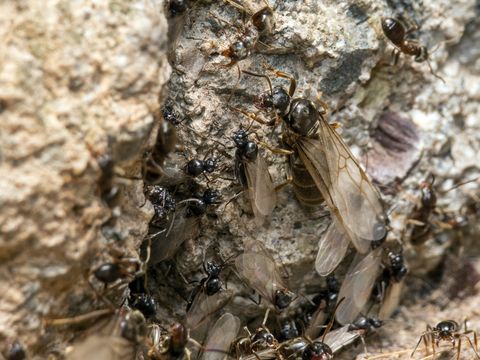 Image of Small black ant