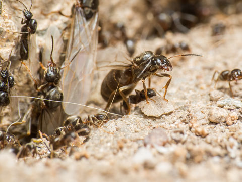Image of Small black ant