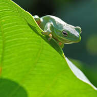 Image of American Green Treefrog