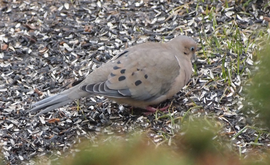 mourning dove sound at night mourning dove sound at night
