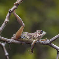 Image of Cuban Treefrog