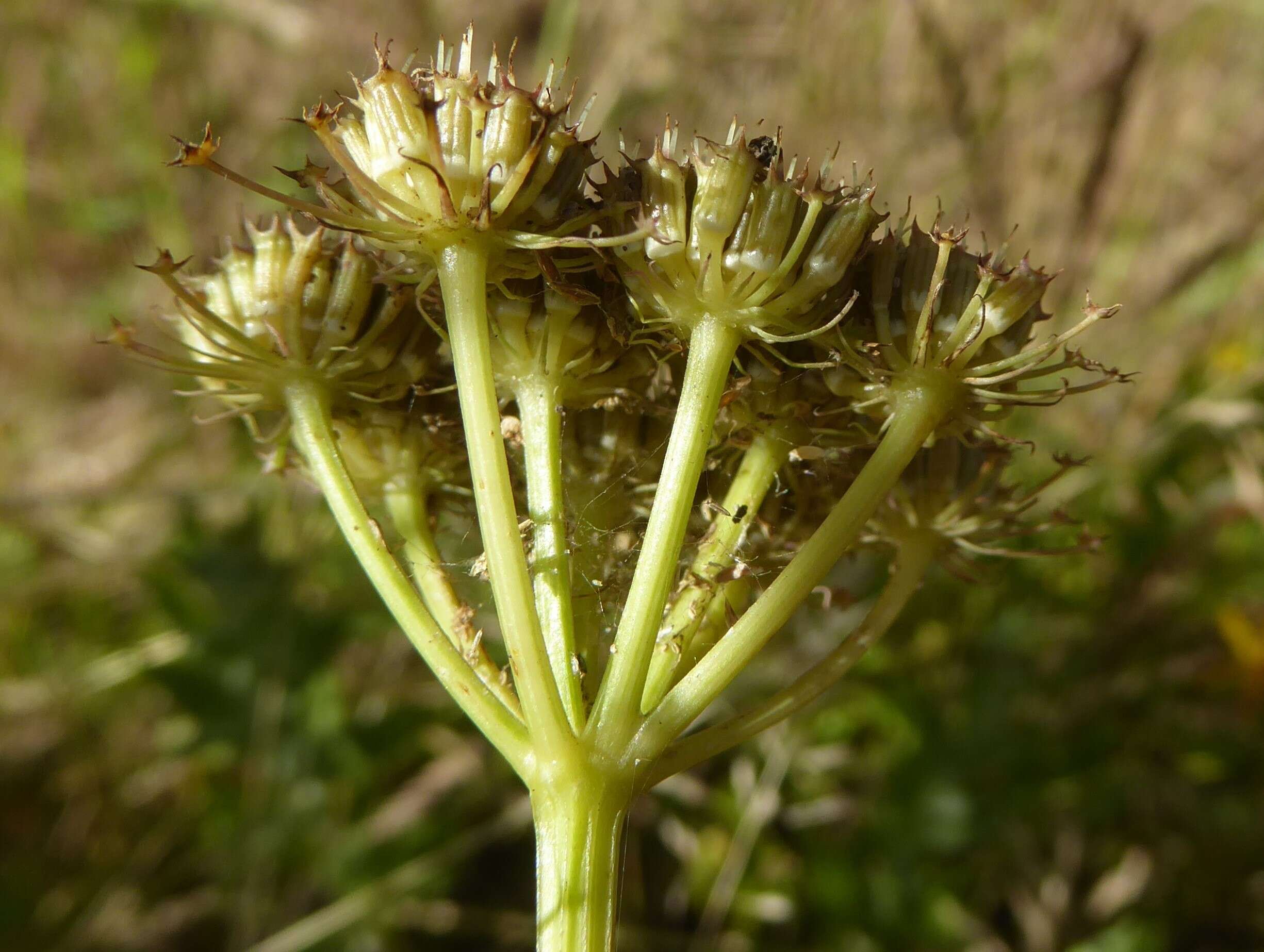 Imagem de Oenanthe pimpinelloides L.