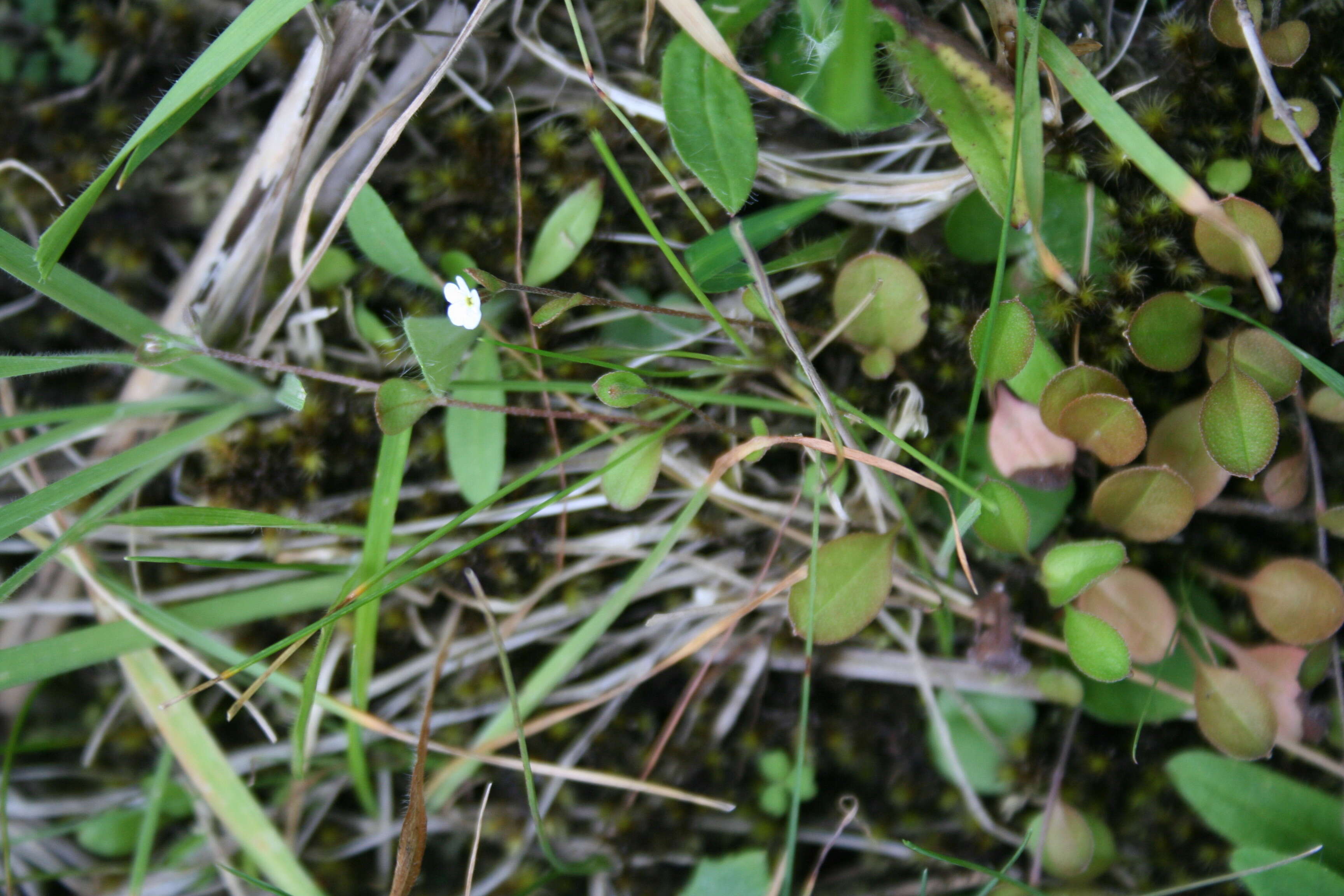 Image de Myosotis tenericaulis Petrie.