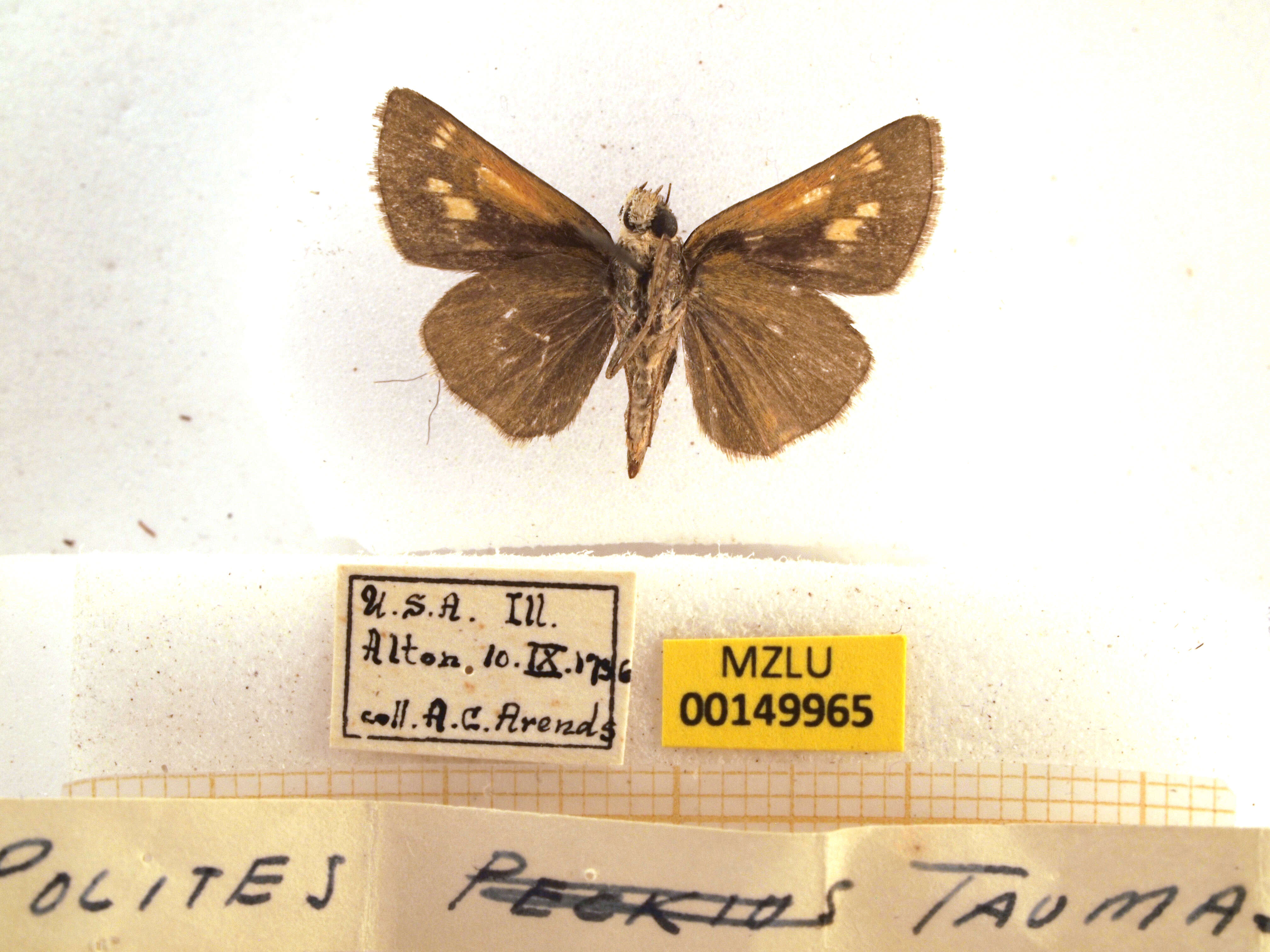 Image of Tawny-edged Skipper