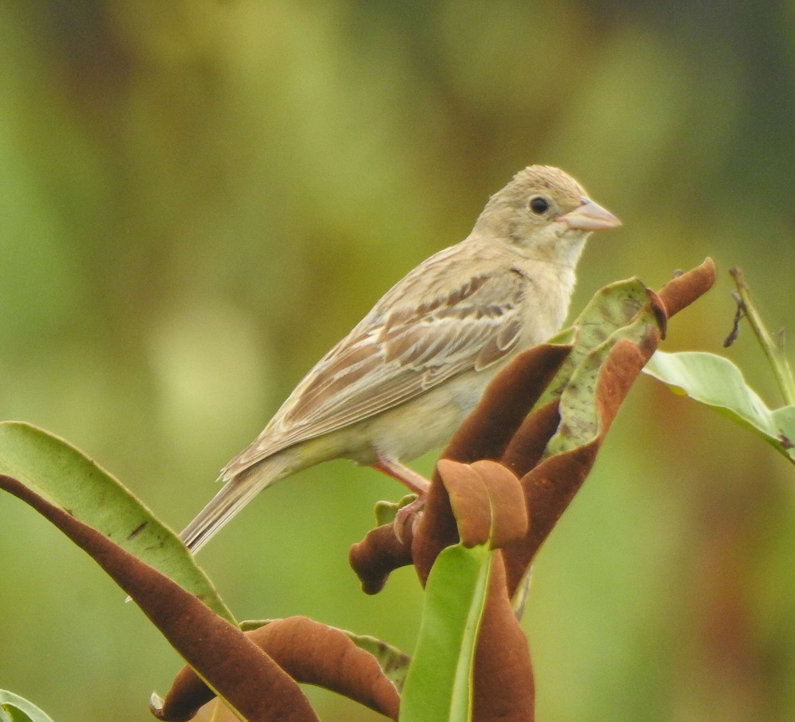 Image of Black-headed Bunting