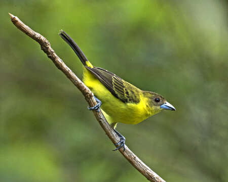 Image of Lemon-rumped Tanager