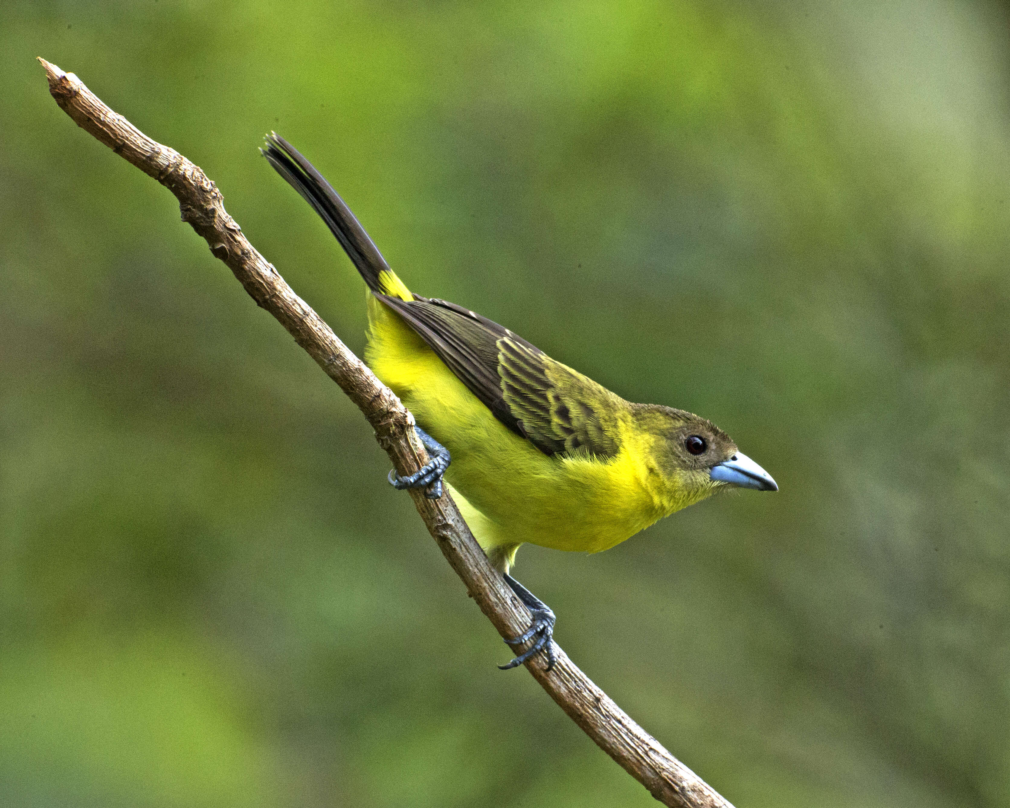 Image of Lemon-rumped Tanager