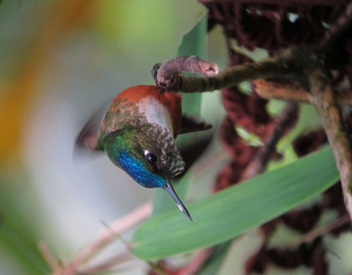 Image of Violet-tailed Sylph