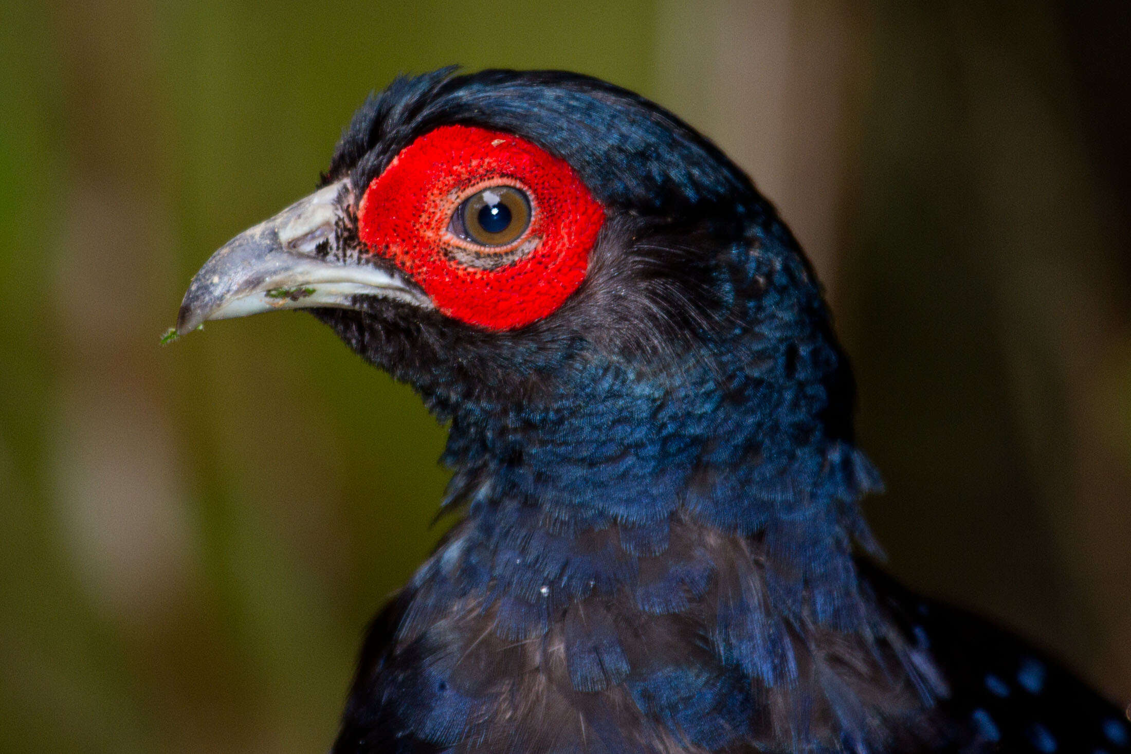 Image of Mikado Pheasant