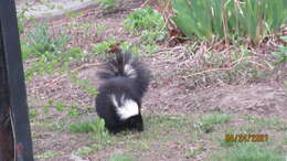 Image of Hooded and Striped Skunks