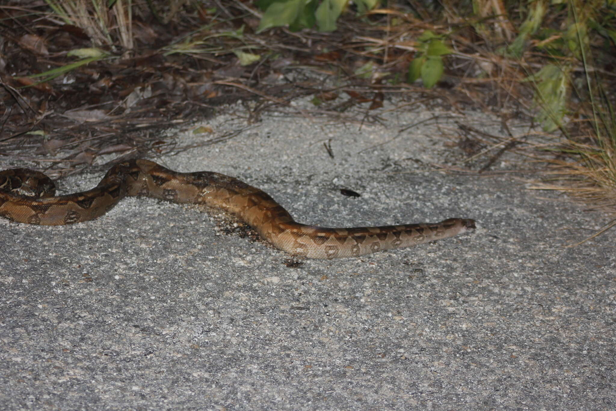 Image of Arabesque Boa