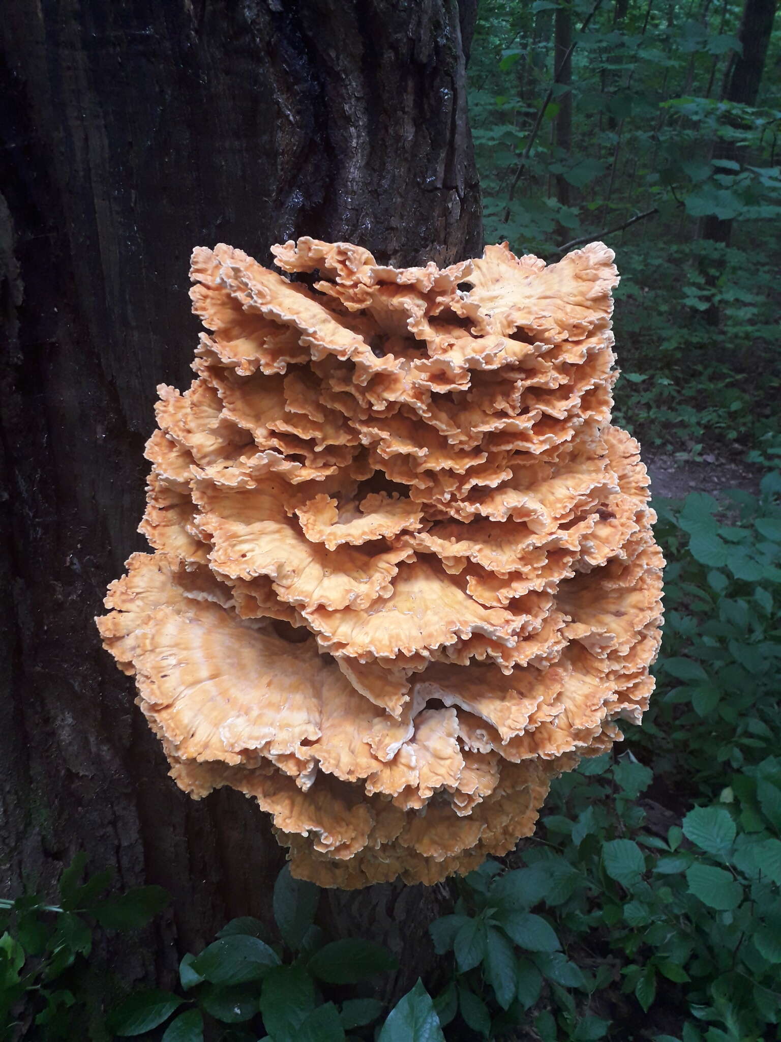 Image of Bracket Fungus