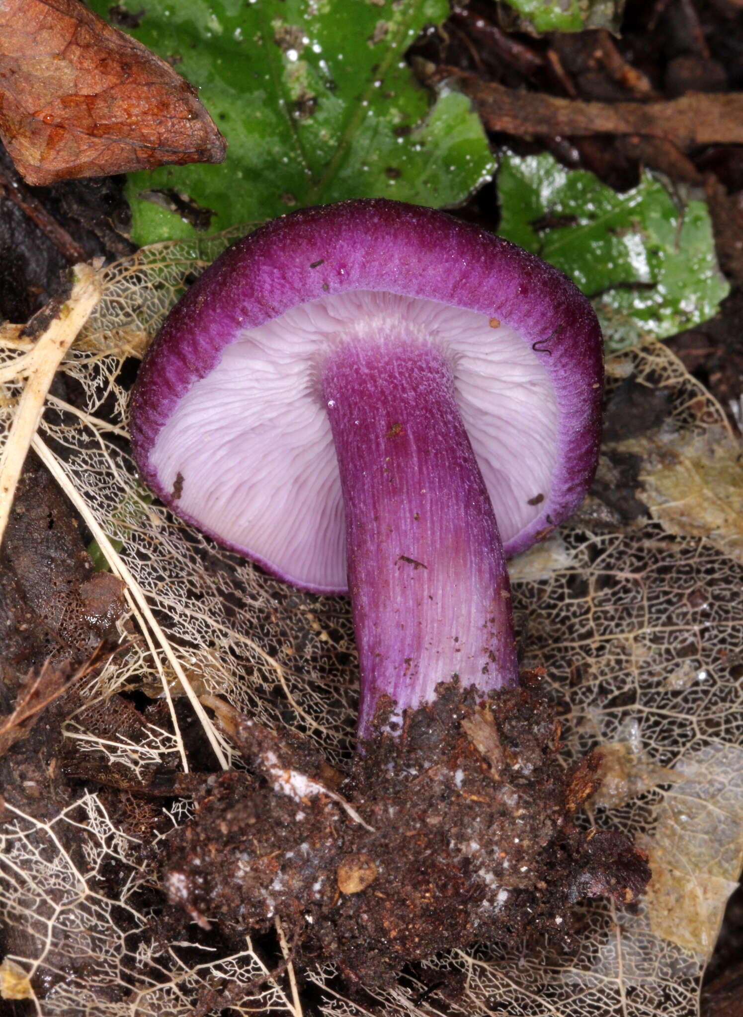 Image of Tricholosporum tropicale Guzmán, Bandala & Montoya 1994