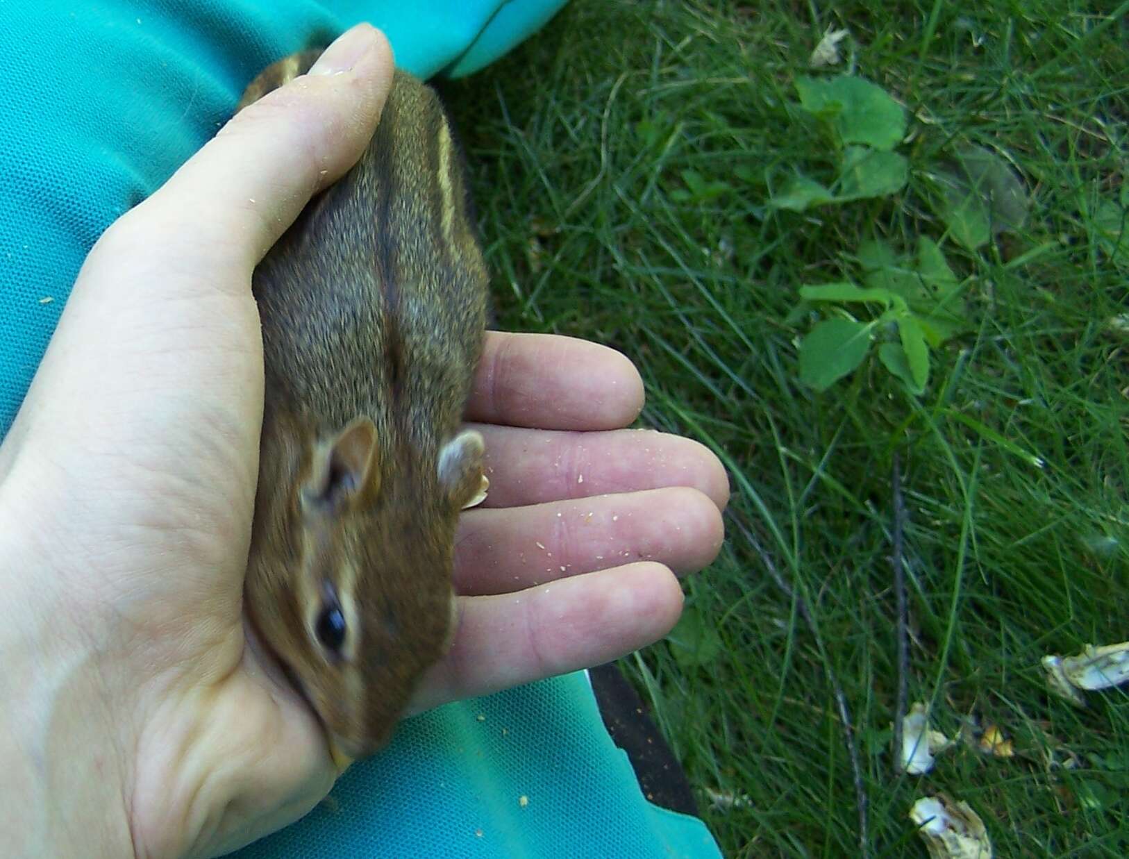 Image of Siberian Chipmunk