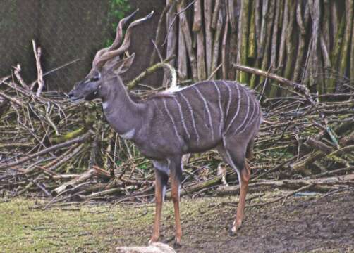 Image of Lesser Kudu