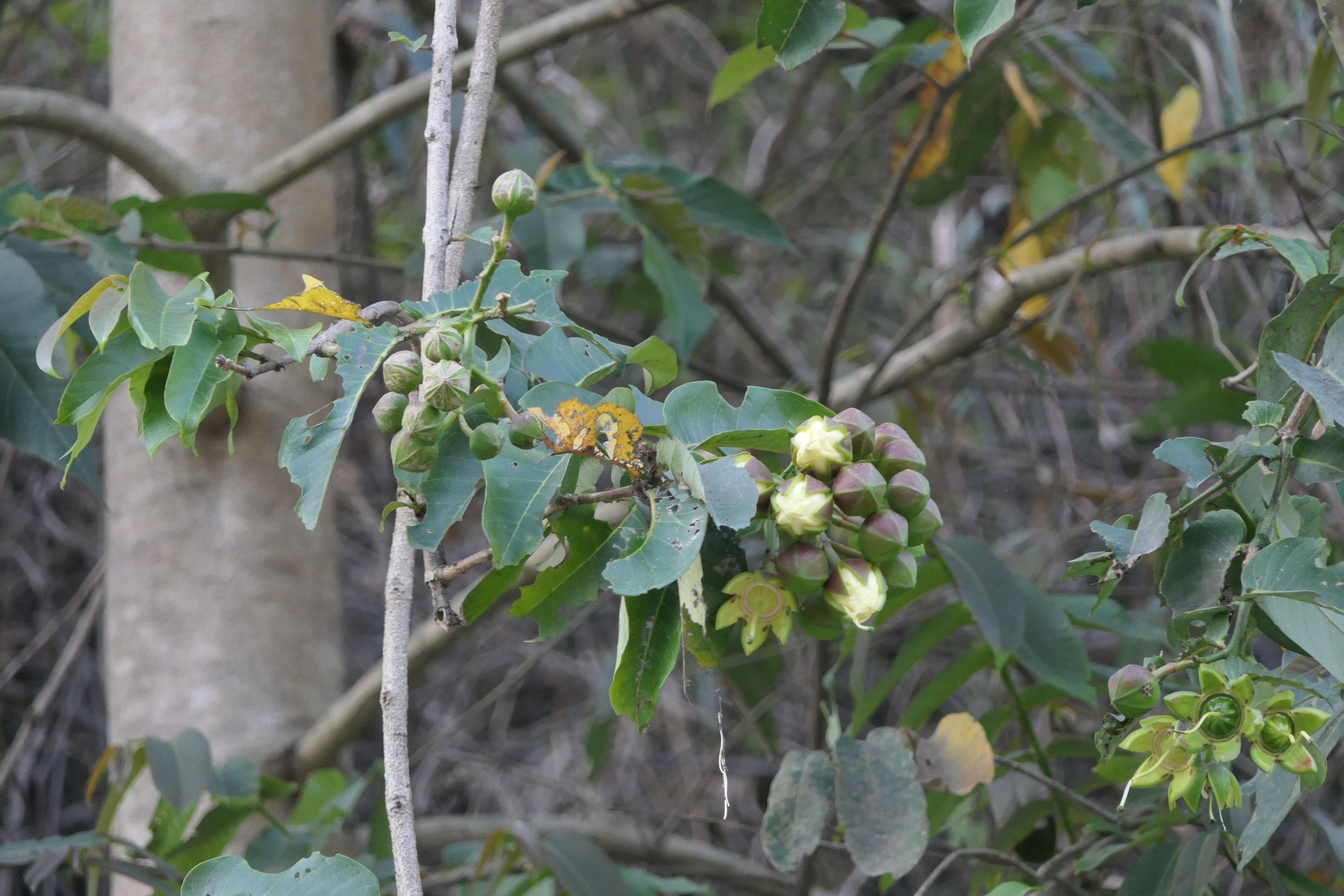 Duabanga grandiflora (Roxb. ex DC.) Walp. resmi