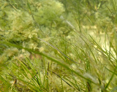 Image of Stigmatophora nigra
