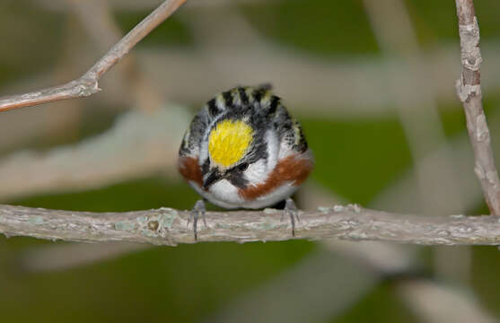 Image of Chestnut-sided Warbler