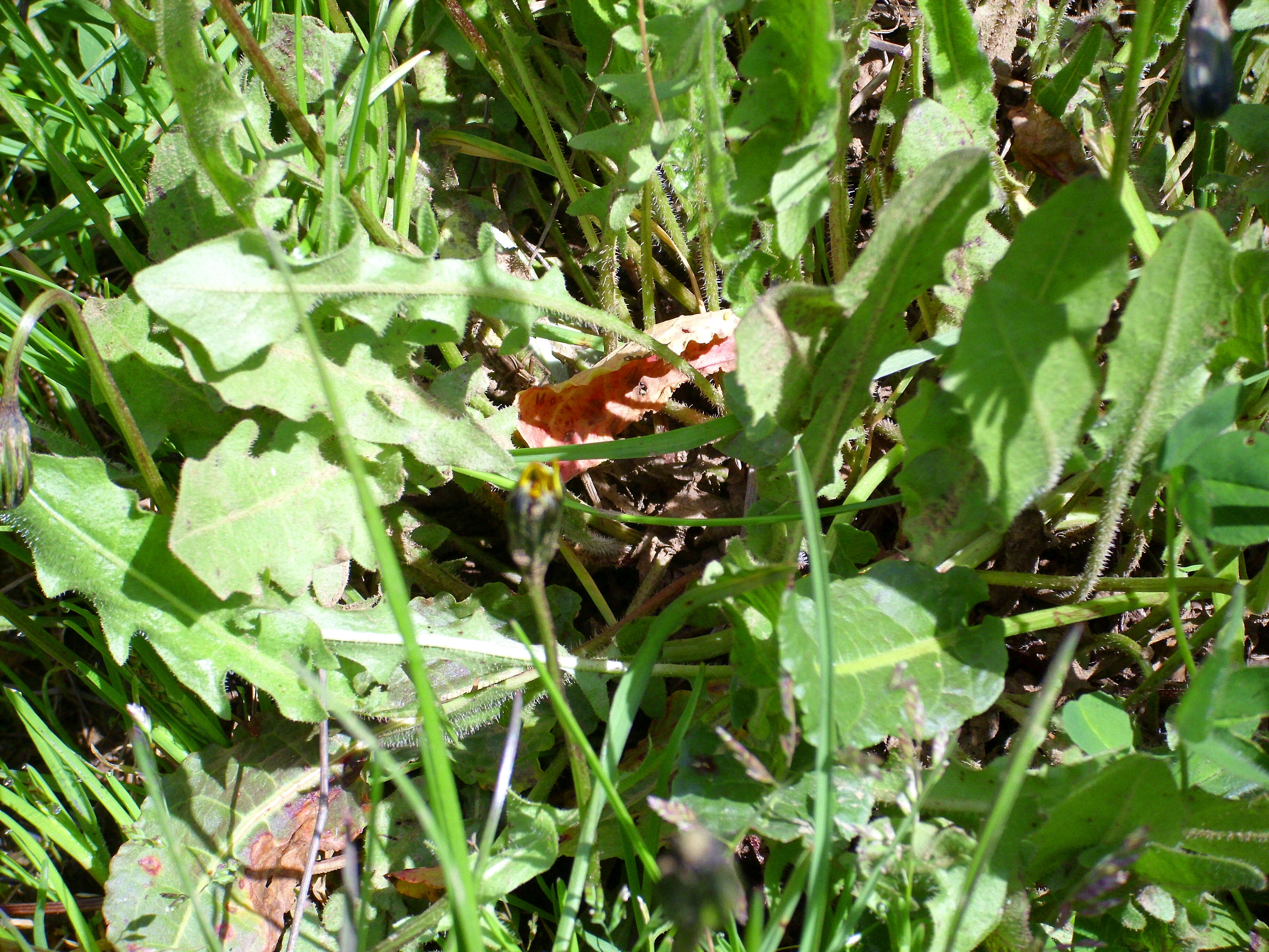 Image of Leontodon tuberosus L.