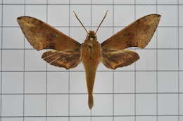 Image of Rhagastis castor (Walker 1856)