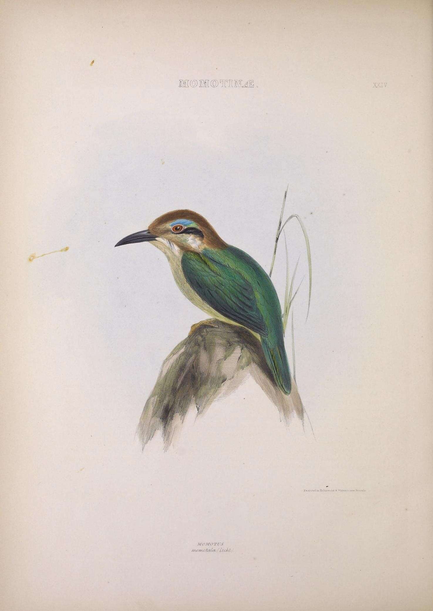 Image of Hylomanes Lichtenstein & Mhk 1839