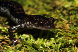 Image of Rich Mountain Salamander