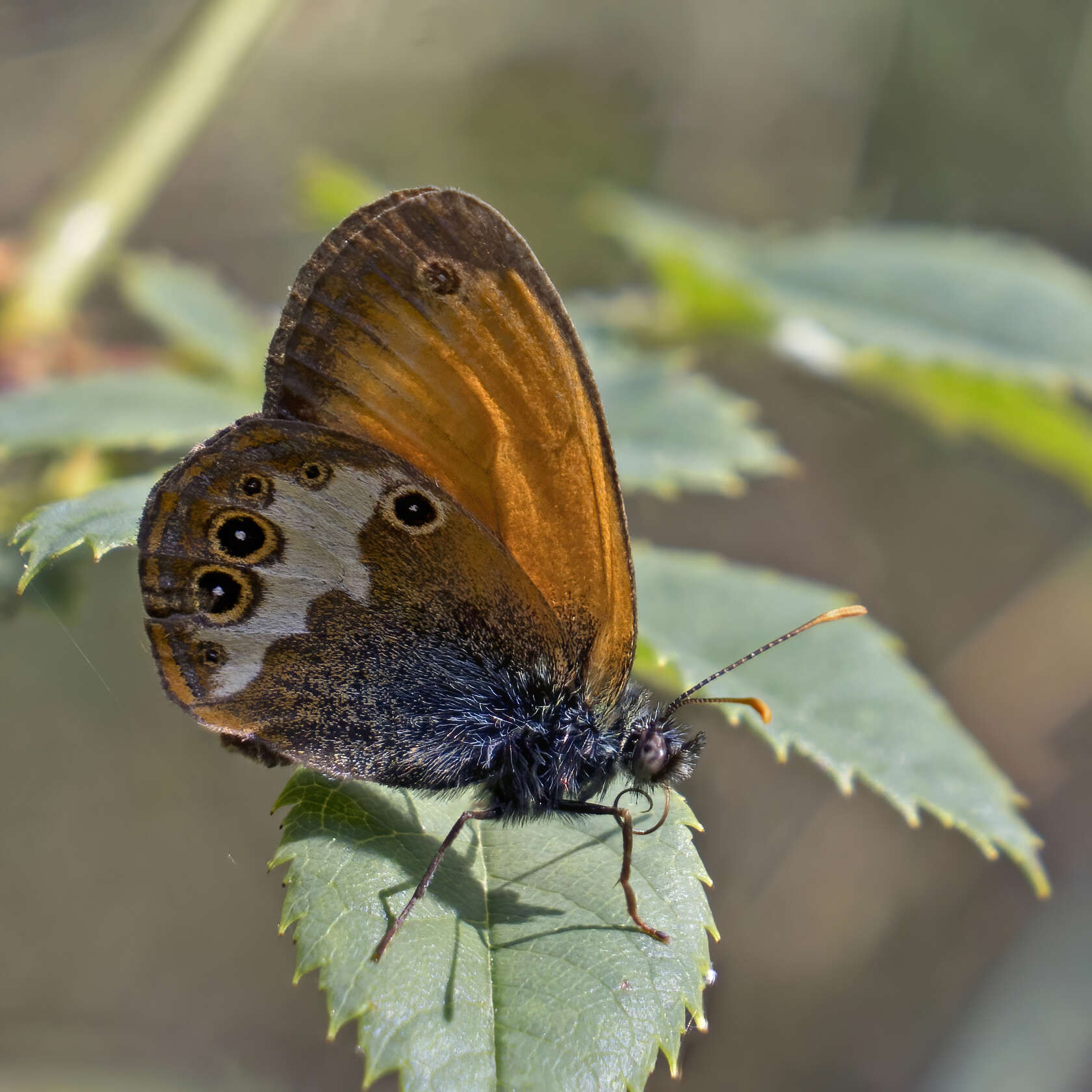 Sivun Coenonympha arcania Linnaeus 1761 kuva