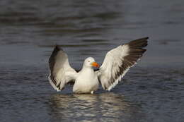 Image of Pacific Gull