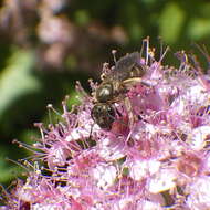 Image of Halictus confusus Smith 1853