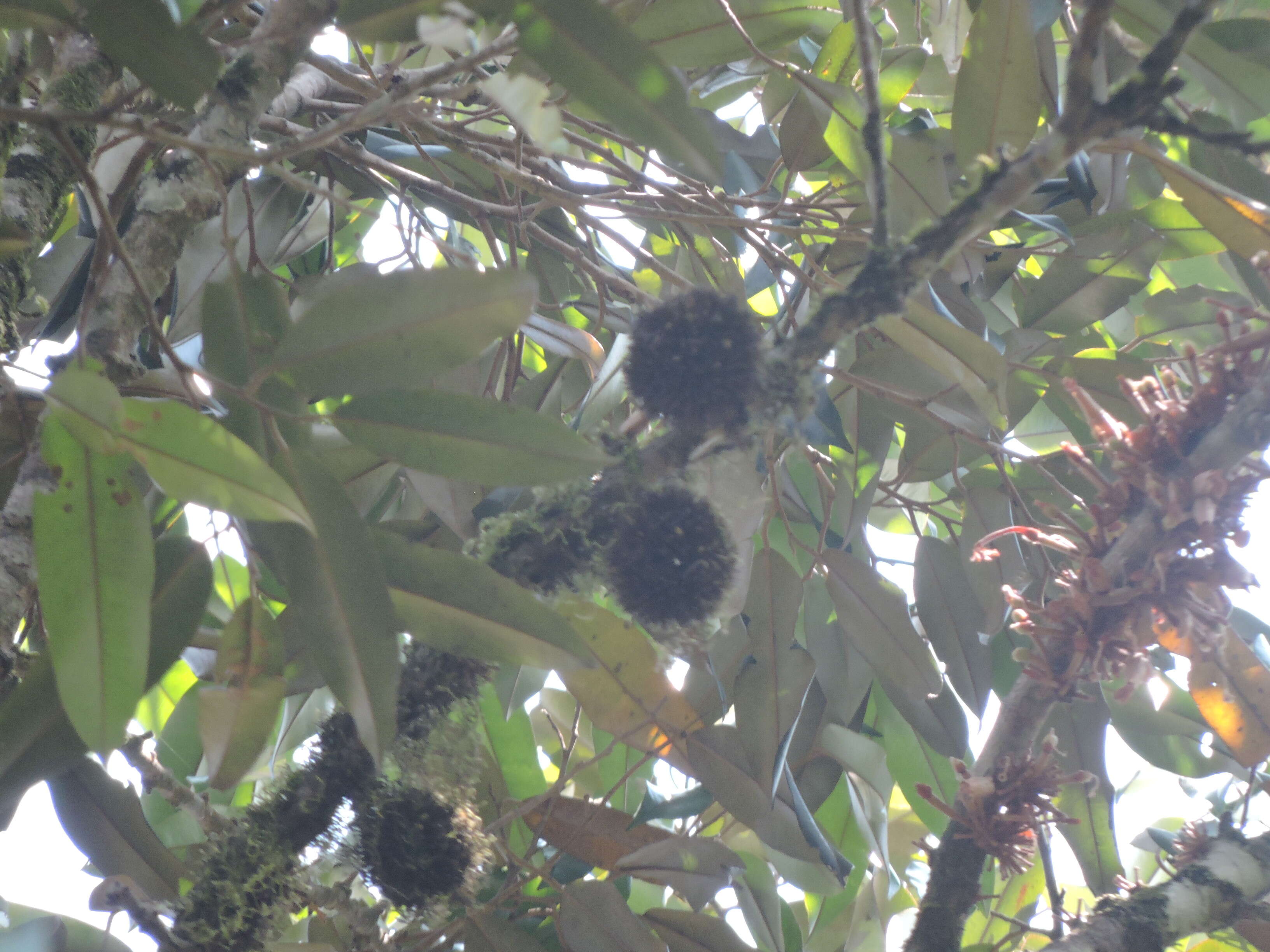 Imagem de Cullenia exarillata A. Robyns