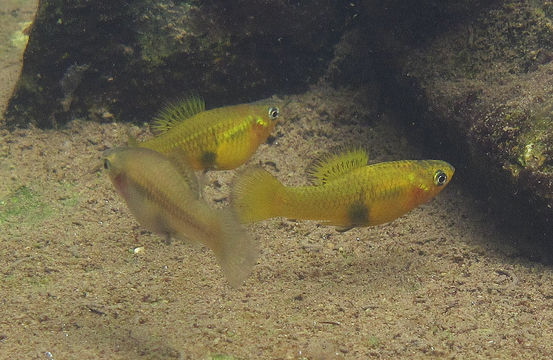 18.https www inaturalist org photos 673956.580x360