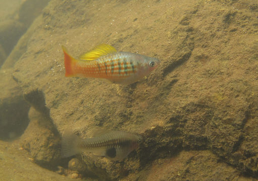 18.https www inaturalist org photos 673957.580x360