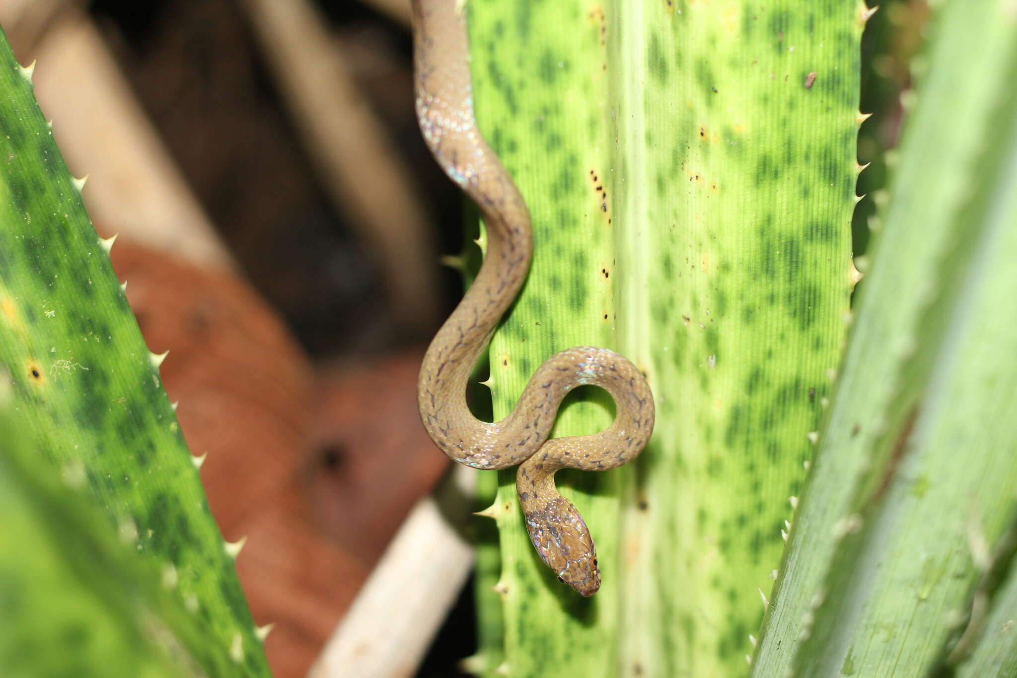 Image of Compsophis laphystius (Cadle 1996)