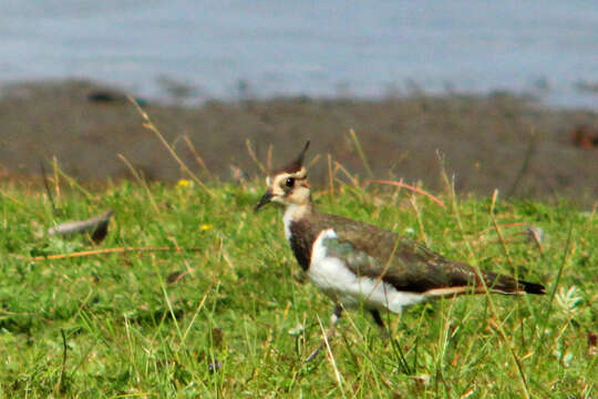 Image of Lapwing