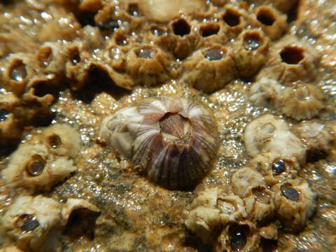 Image of Striped barnacle