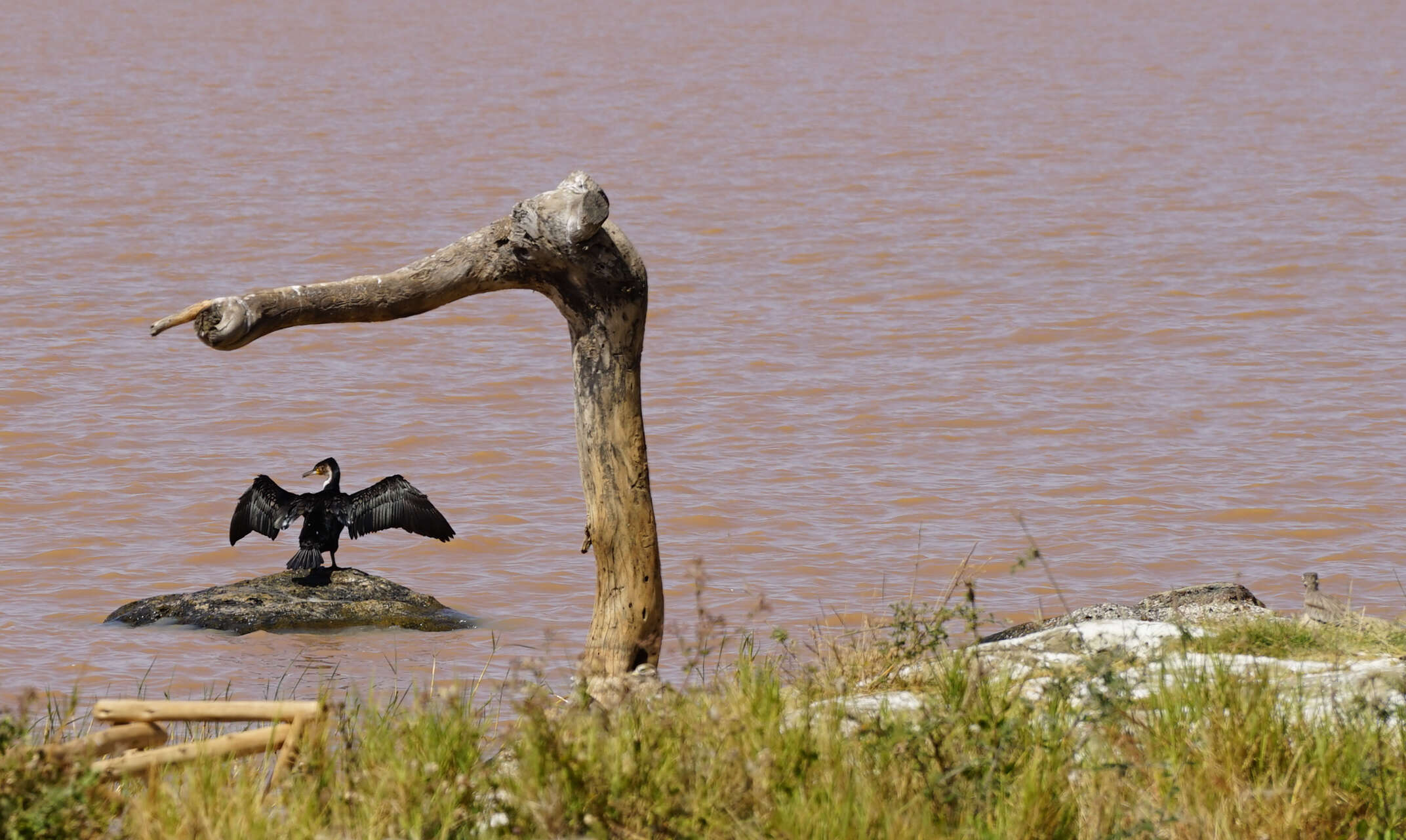 Image of White-breasted Cormorant