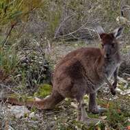 Image of Kangaroo Island Western Grey Kangaroo