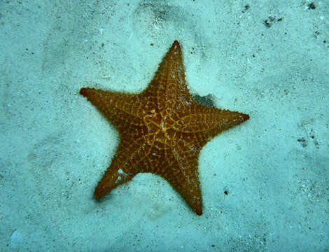 Image of Red cushion sea star