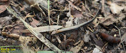 Image of Tsushima Ground Skink