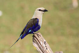 Image of Blue-bellied Roller