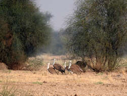 Image of Great Indian Bustard