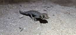 Image of Eastern Spiny-tailed Gecko